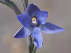 Thelymitra macrophylla