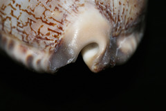 Mauritia arabica arabica