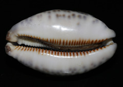 Mauritia arabica arabica