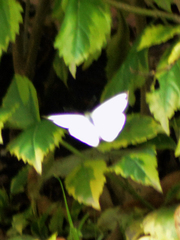 Leptophobia aripa