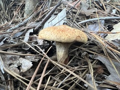 Suillus decipiens
