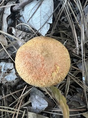 Suillus decipiens