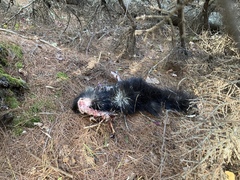 Erethizon dorsatum dorsatum