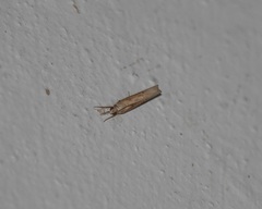 Fissicrambus profanellus