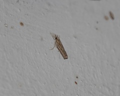 Fissicrambus profanellus