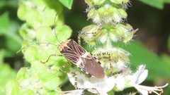 Hypselonotus punctiventris