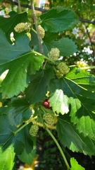 Morus alba