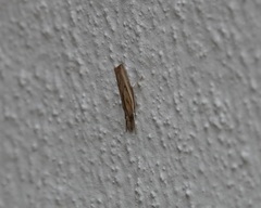 Fissicrambus profanellus