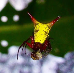 Micrathena guerini