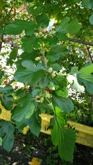 Morus alba