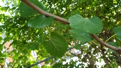 Morus alba