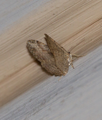 Costaconvexa centrostrigaria