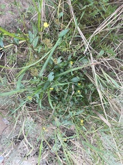 Cyperus surinamensis