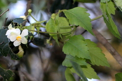 Cardiospermum grandiflorum