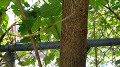 Morus alba