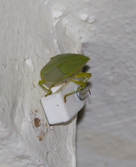 Nezarini