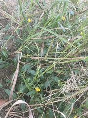 Cyperus surinamensis