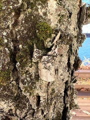 Frullania eboracensis