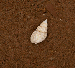 Ilyanassa trivittata