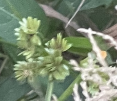 Cyperus surinamensis