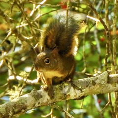 Sciurus aestuans