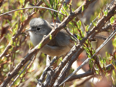 Polioptila californica