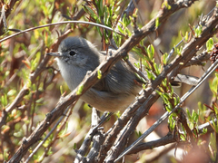 Polioptila californica