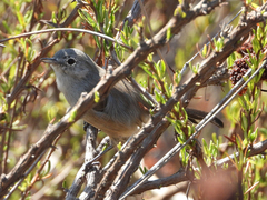 Polioptila californica
