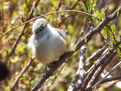 Polioptila californica