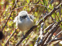 Polioptila californica