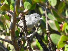 Polioptila californica