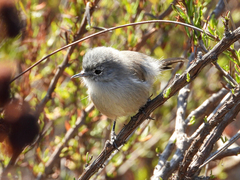 Polioptila californica