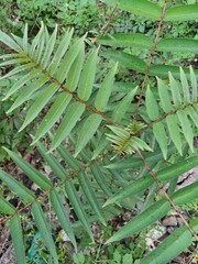 Zanthoxylum ailanthoides