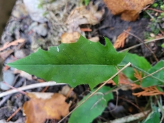 Hieracium murorum