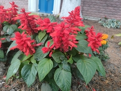 Salvia splendens