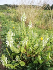 Stachys ocymastrum