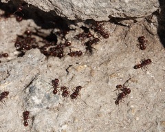 Pogonomyrmex barbatus