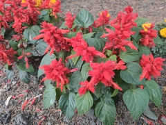 Salvia splendens