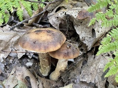 Armillaria ostoyae