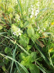 Stachys ocymastrum