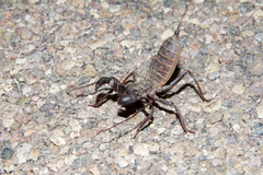 Mastigoproctus tohono