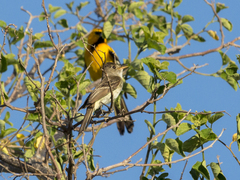 Empidonax traillii