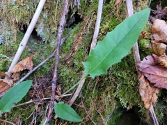 Hieracium murorum