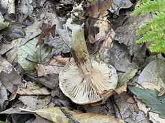 Armillaria ostoyae
