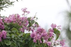 Fridericia