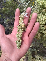 Atriplex lampa