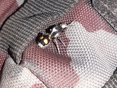 Dasymutilla paraparadoxa