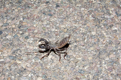 Mastigoproctus tohono