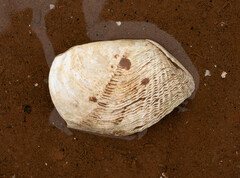Zirfaea crispata