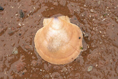 Placopecten magellanicus